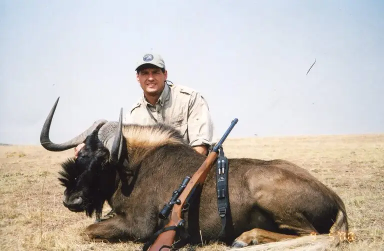 black wildebeest hunt south africa