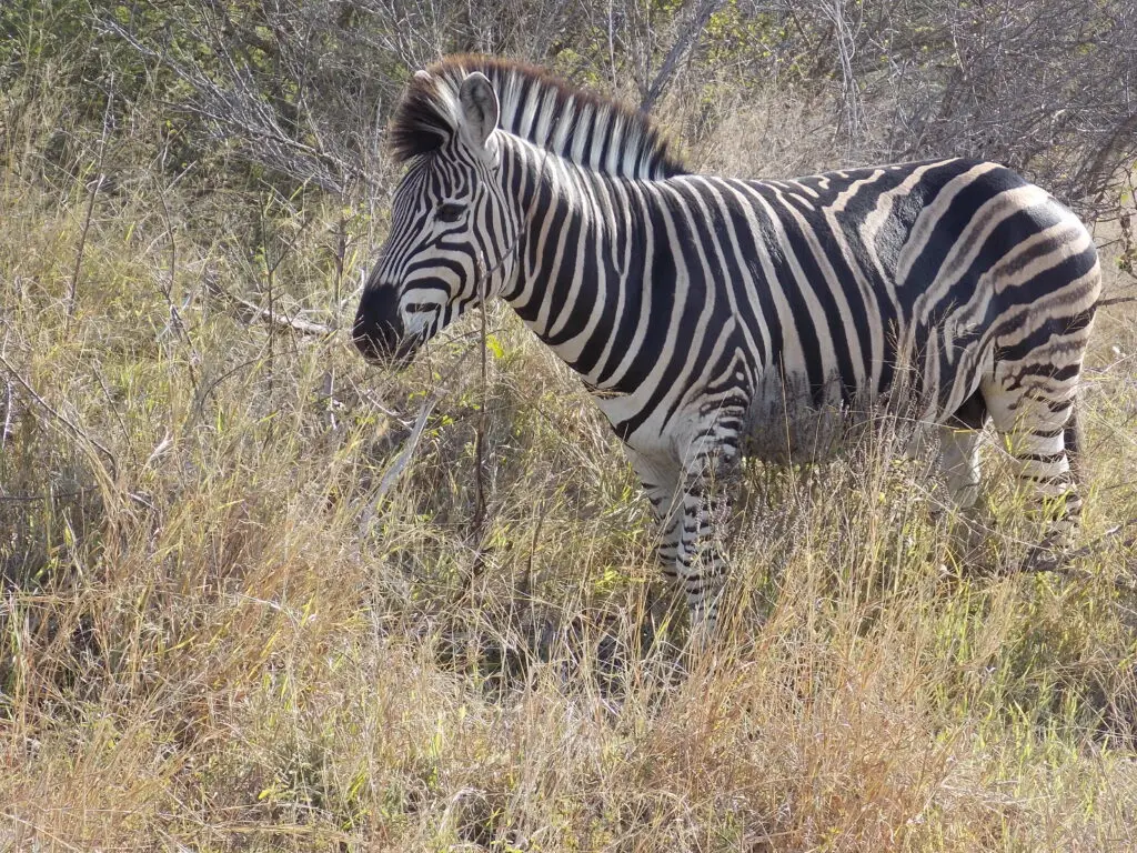 zebra hunt south africa