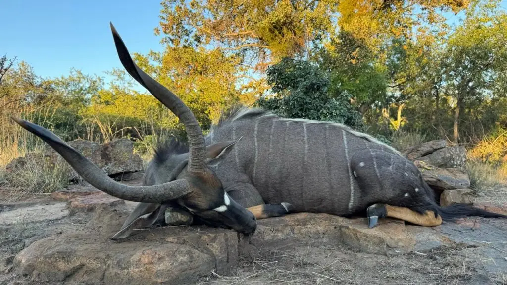 nyala hunt south africa