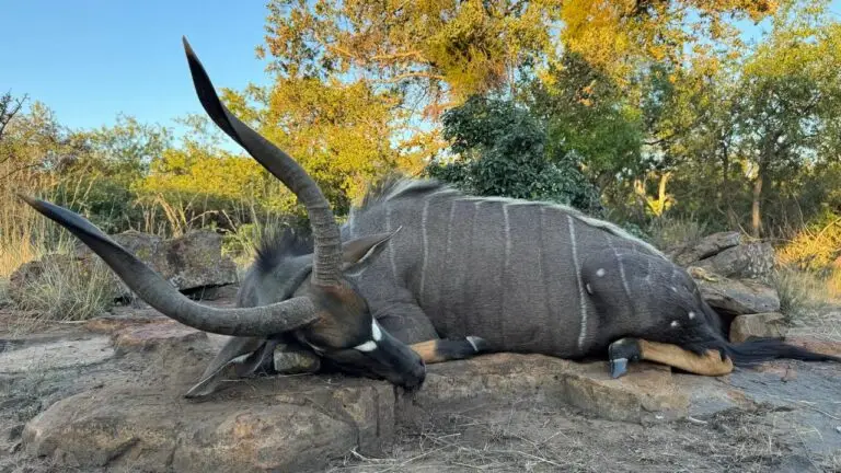 nyala hunt south africa