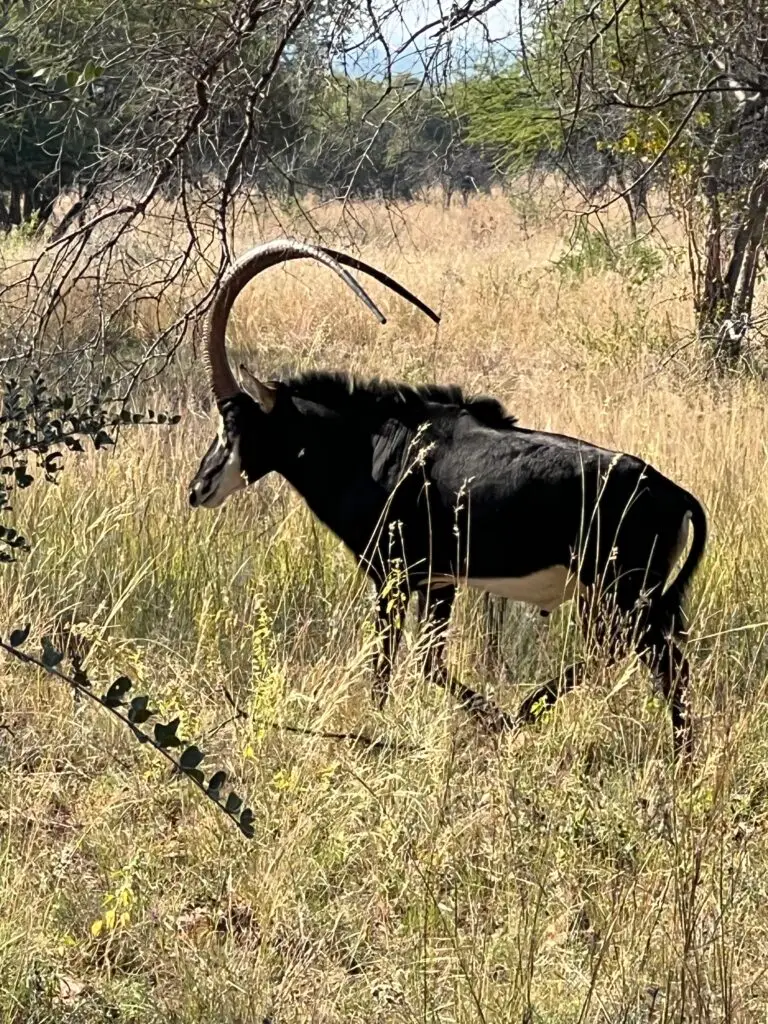 sable hunts africa