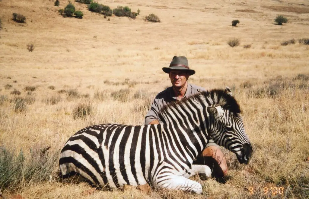 zebra hunt in south africa