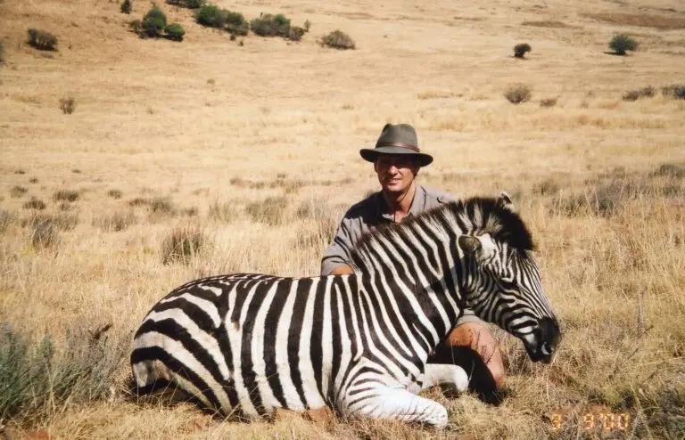 zebra hunt in south africa