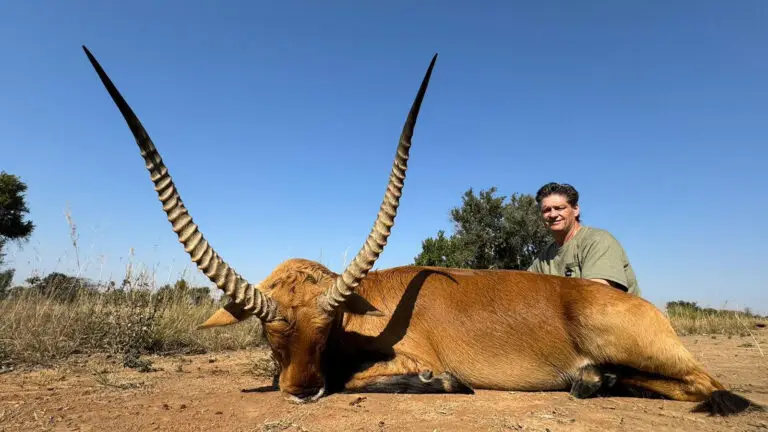 red lechwe hunt in south africa