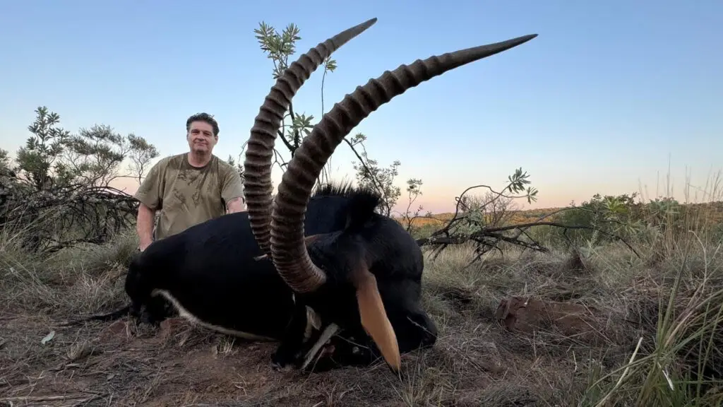sable hunt in south africa