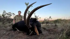 sable hunt in south africa