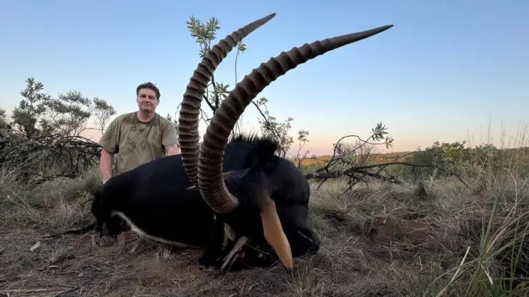 sable hunt in south africa