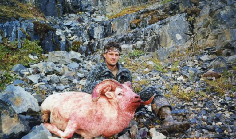 Why Use a Hunt Booking Consultant dall sheep hunt alaska