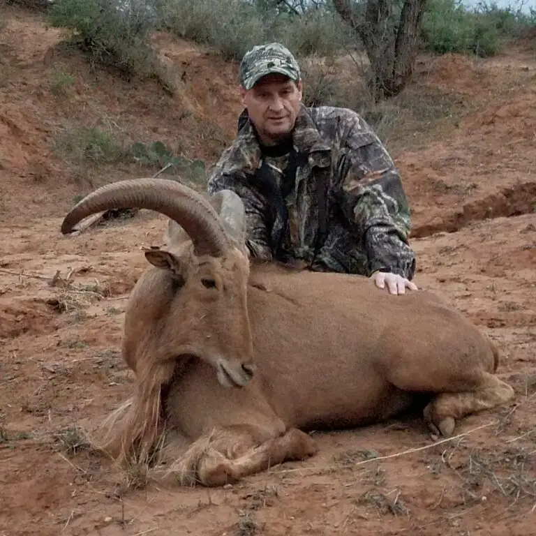 aoudad hunts