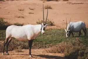 arabian oryx hunt