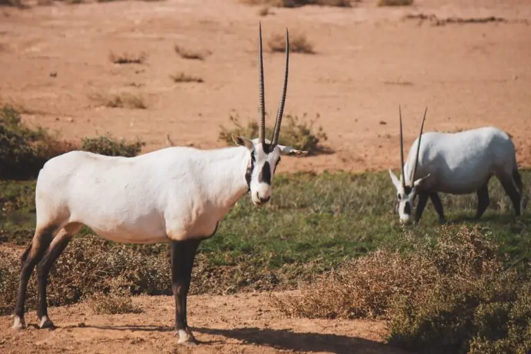 arabian oryx hunt