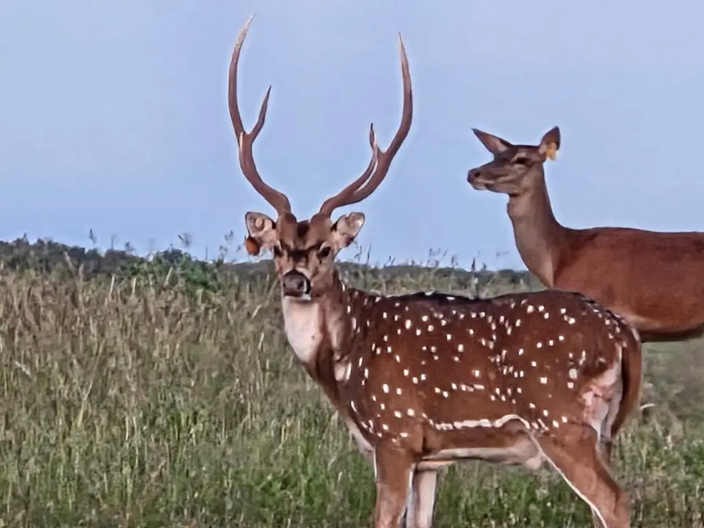 axis deer hunt in Oklahoma
