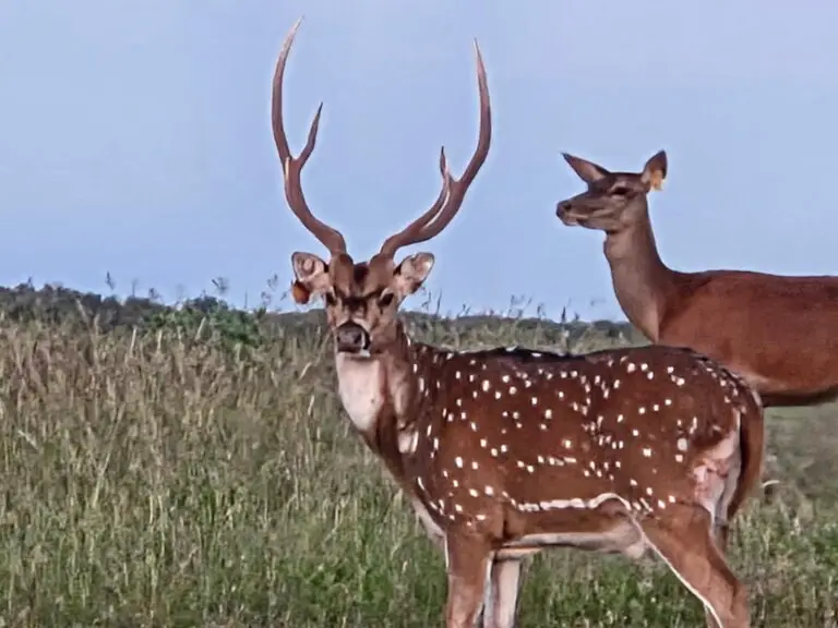 axis deer hunt in Oklahoma