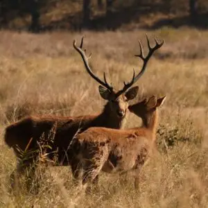 barasingha deer hunt usa