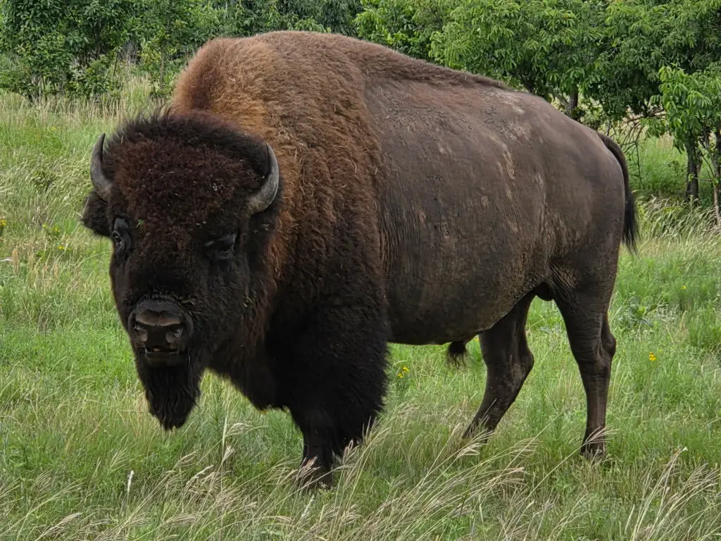 Bison Hunt on Private Oklahoma Ranch Bison Hunt in Oklahoma
