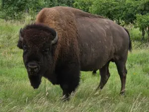 Bison Hunt in Oklahoma
