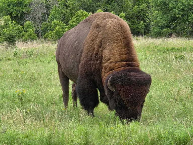 bison hunting in oklahoma