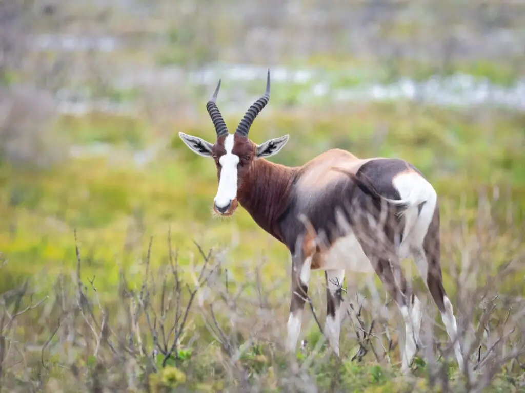 bontebok hunts