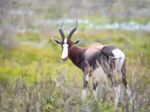 bontebok hunts