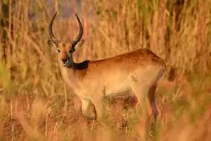 common reedbuck hunt