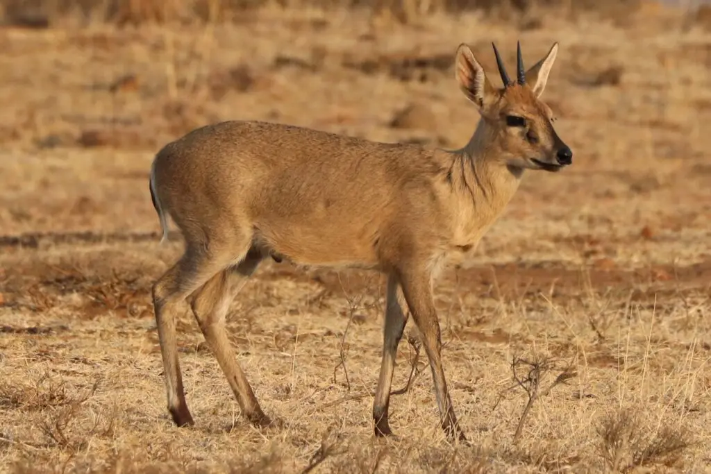 duiker hunt south africa