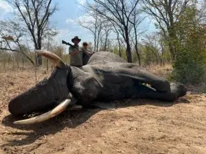 Elephant Hunt Botswana