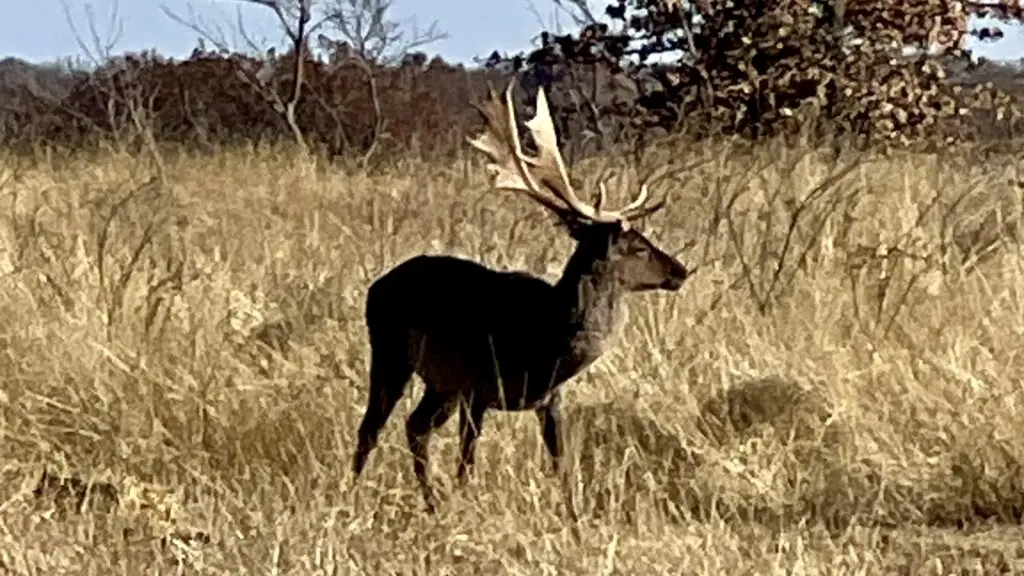 chocolate fallow deer hunt Oklahoma