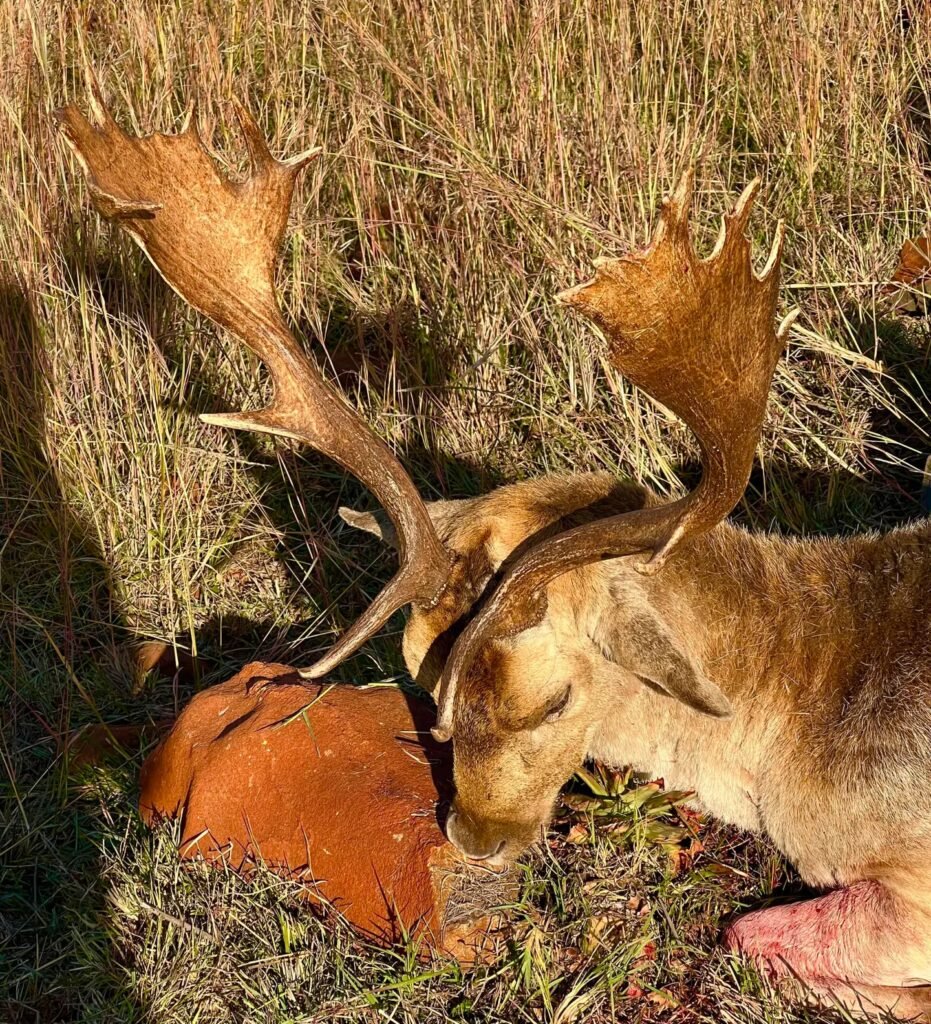 fallow deer hunt