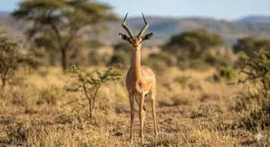 gerenuk hunt africa