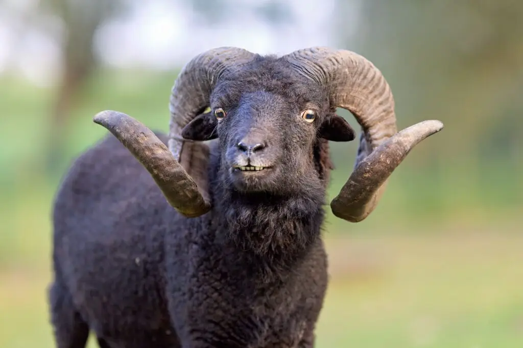 Hawaiian Black Sheep Hunt in Oklahoma hawaiian black sheep hunt