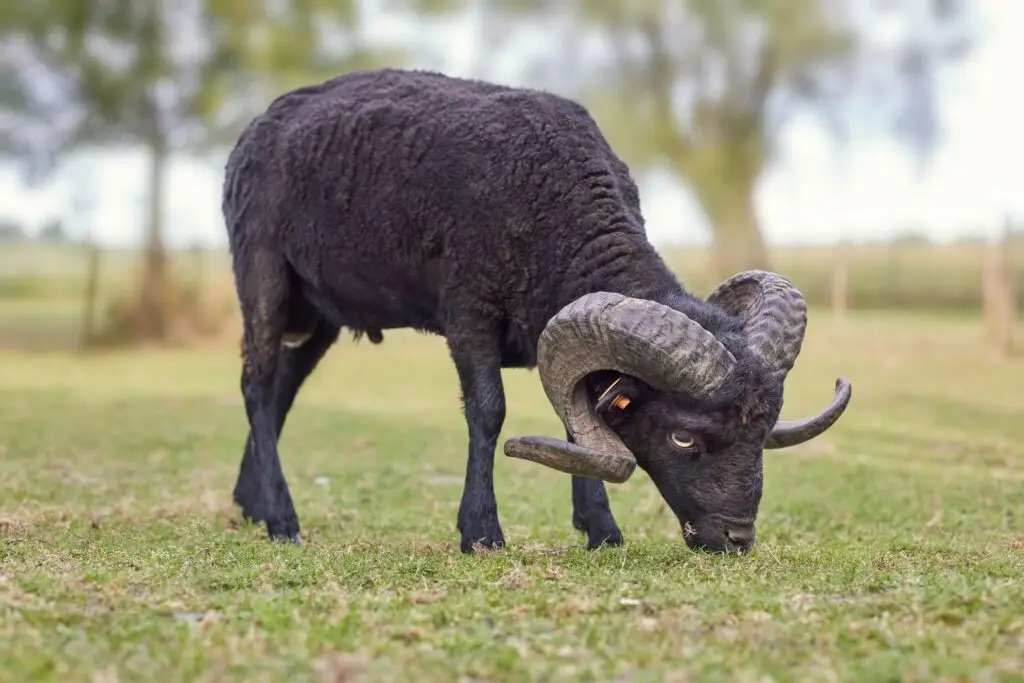 hawaiian black sheep hunting