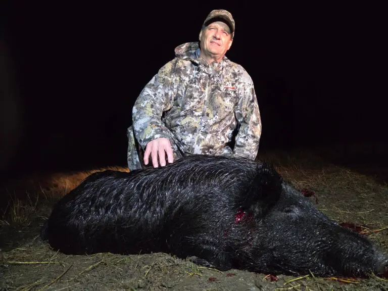 hog hunt