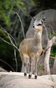 klipspringer hunt