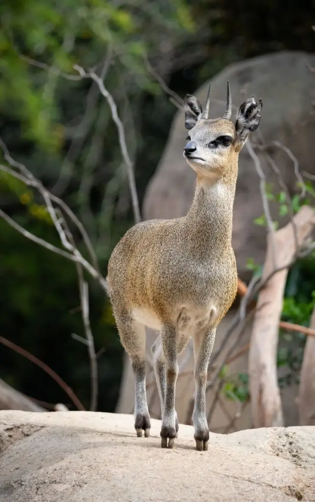 klipspringer hunt