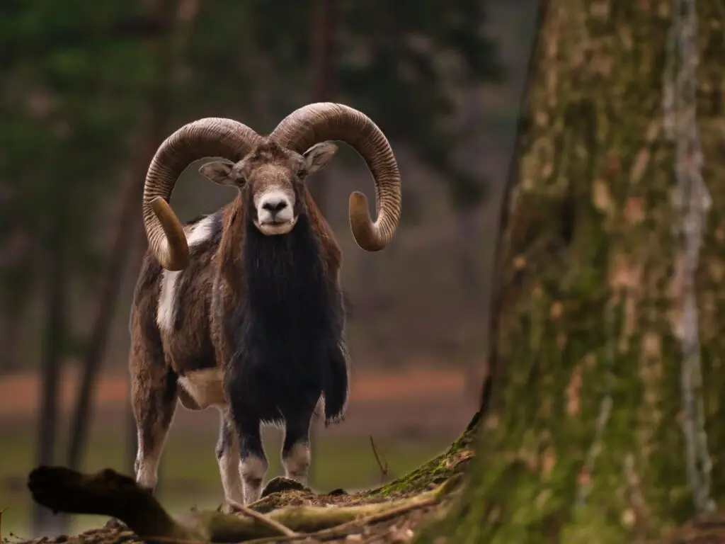 mouflon sheep hunt
