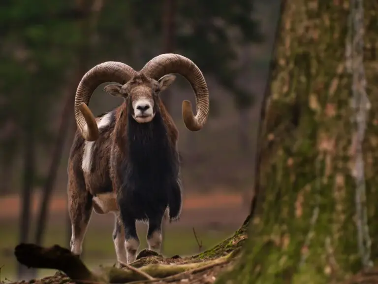 mouflon sheep hunt