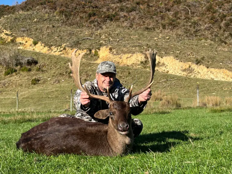 new zealand fallow deer hunt