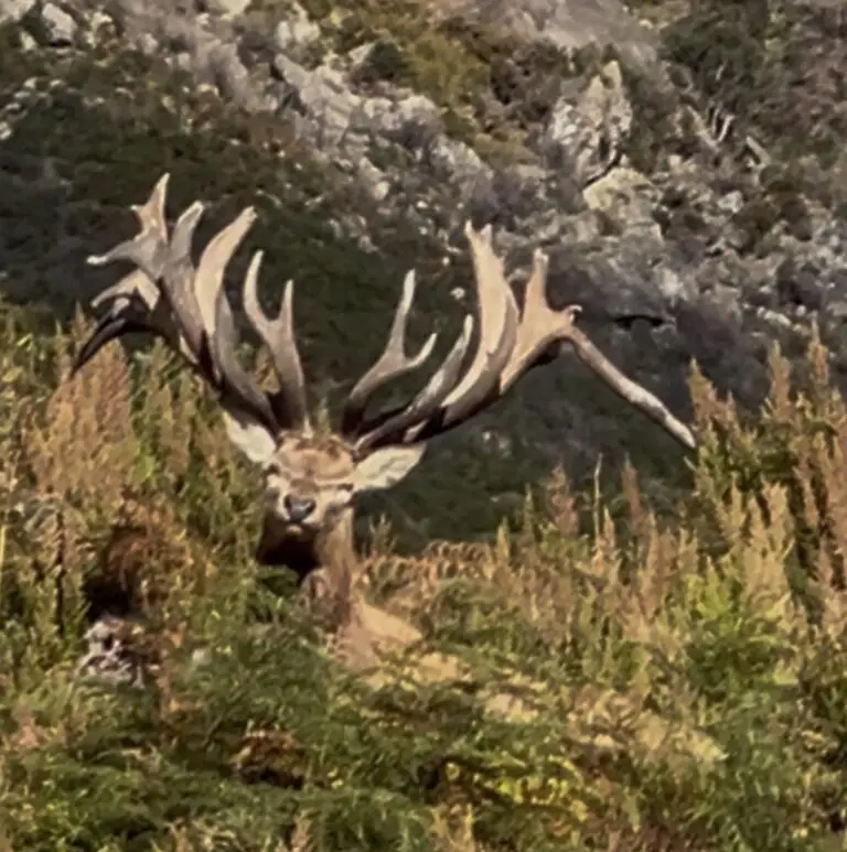 New Zealand Red Stag