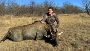 nilgai hunting