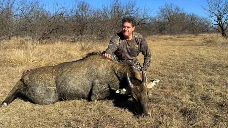 nilgai hunting
