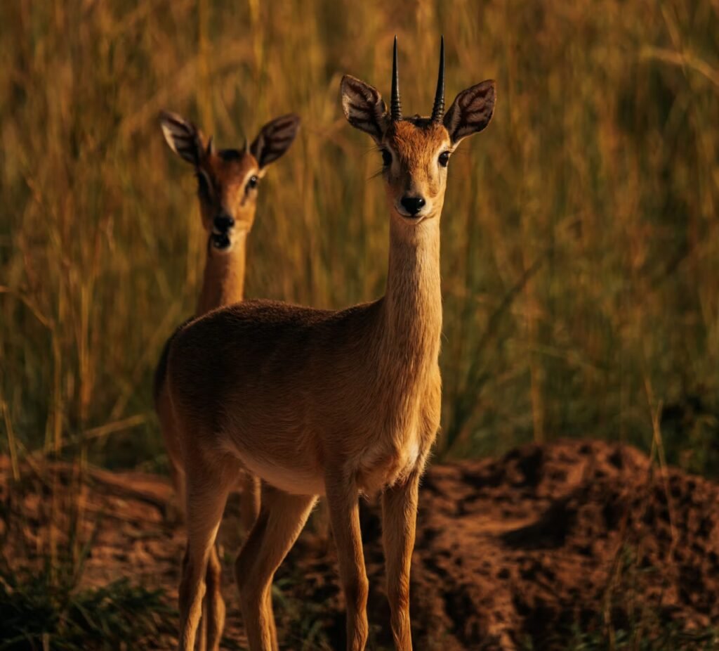 oribi hunt africa