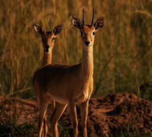 oribi hunt africa