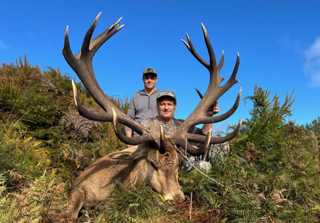 red stag hunt in new zealanda