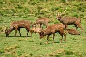rusa deer