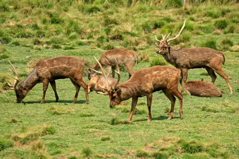 rusa deer