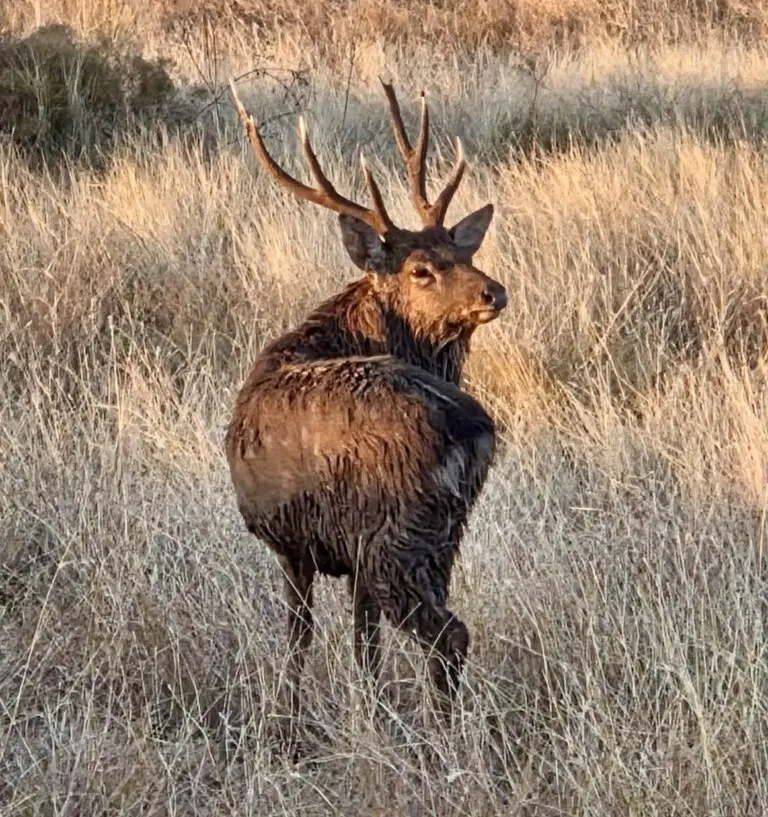 sika deer hunts