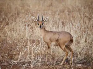 vaal rhebok hunt