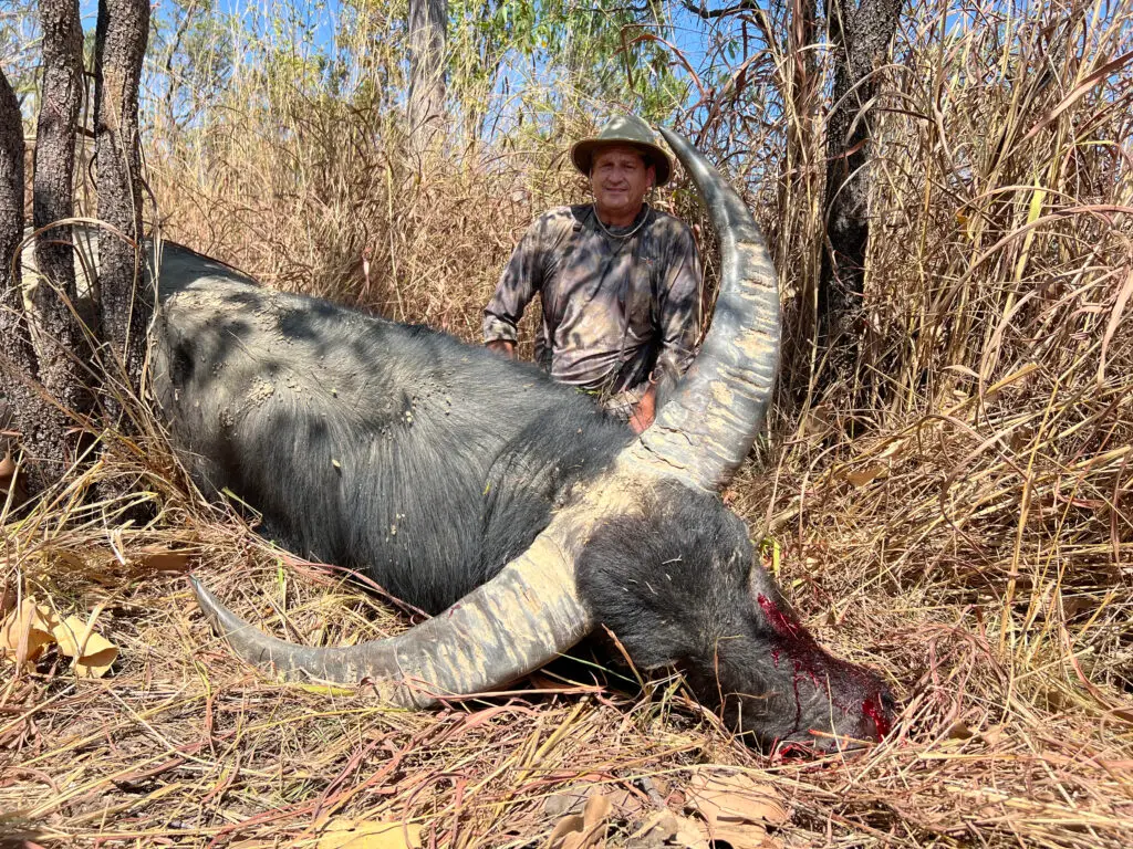 water buffalo hunt australia