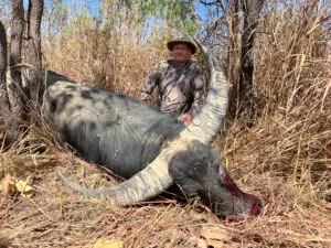 water buffalo hunt australia