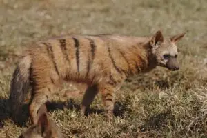 aardwolf hunt africa